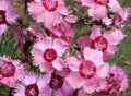 Cottage Pinks Seeds - 50 Fresh Seeds - Dianthus Plumarius - Perennial Flower Seeds - Free Shipping