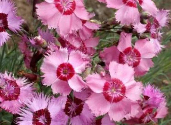 Cottage Pinks Seeds - 50 Fresh Seeds - Dianthus Plumarius - Perennial Flower Seeds - Free Shipping