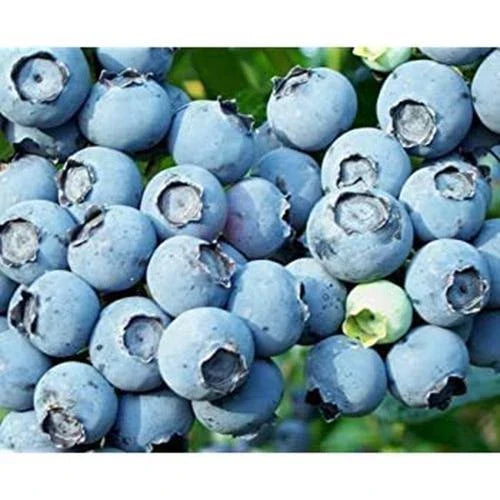 Lowbush Blueberry Seeds - 250+ Seeds - Vaccinium angustifolium - USA Made, Ships from Iowa