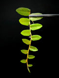 Marcgravia sp. Bastimentos Cutting | 10-Leaf Terrarium Plant | Unique Tropical Houseplant for Indoor Decor
