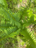 Live Christmas Fern Root - Bare Root Woodland Perennial - Native Smoky Mountains - Polystichum acrostichoides