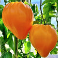 Orange Oxheart Tomato Seeds - Heirloom, Organic, NON-GMO - 10+ Fresh Seeds (Solanum lycopersicum)