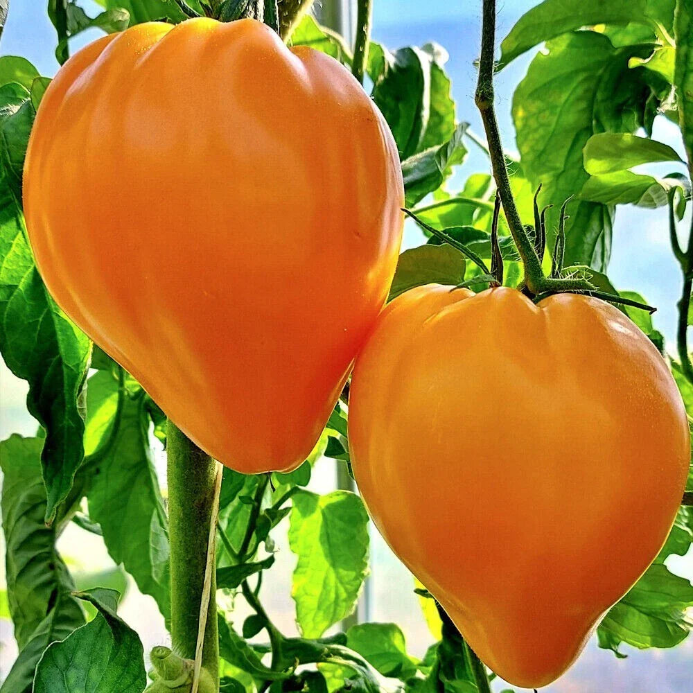 Orange Oxheart Tomato Seeds - Heirloom, Organic, NON-GMO - 10+ Fresh Seeds (Solanum lycopersicum)