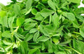 Fenugreek Herb Seeds – Fresh Non-GMO Seeds for Gardening – Trigonella foenum-graecum