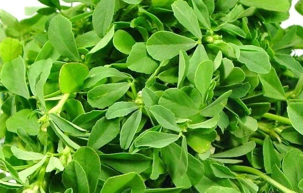 Fenugreek Herb Seeds – Fresh Non-GMO Seeds for Gardening – Trigonella foenum-graecum