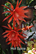 Epiphyllum Orchid Cactus Cuttings - 4 Rooted "Hot Spice" with New Growth - Epiphyllum spp.