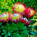 King Protea Seeds - 5 Pack - Rare Cynaroides - Giant 12" Flowers - Exotic Garden Plant