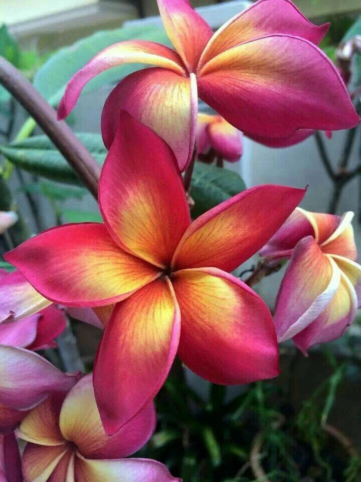 Plumeria Seeds - 5 Bright Pink Orange Flower Seeds - Perennial Plant (Plumeria spp.)