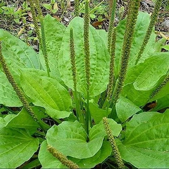 Organic Bare Root Plantago Major Broadleaf Plantain - Live 3-4" Plants (4 Pack) - NC Grown Herbal Medicinal Plants