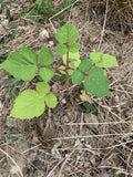 Wild Wineberry Bush Seedling Live Plants - 2 Bare Root Fruiting Berry Seedlings (Rubus phoenicolasius)