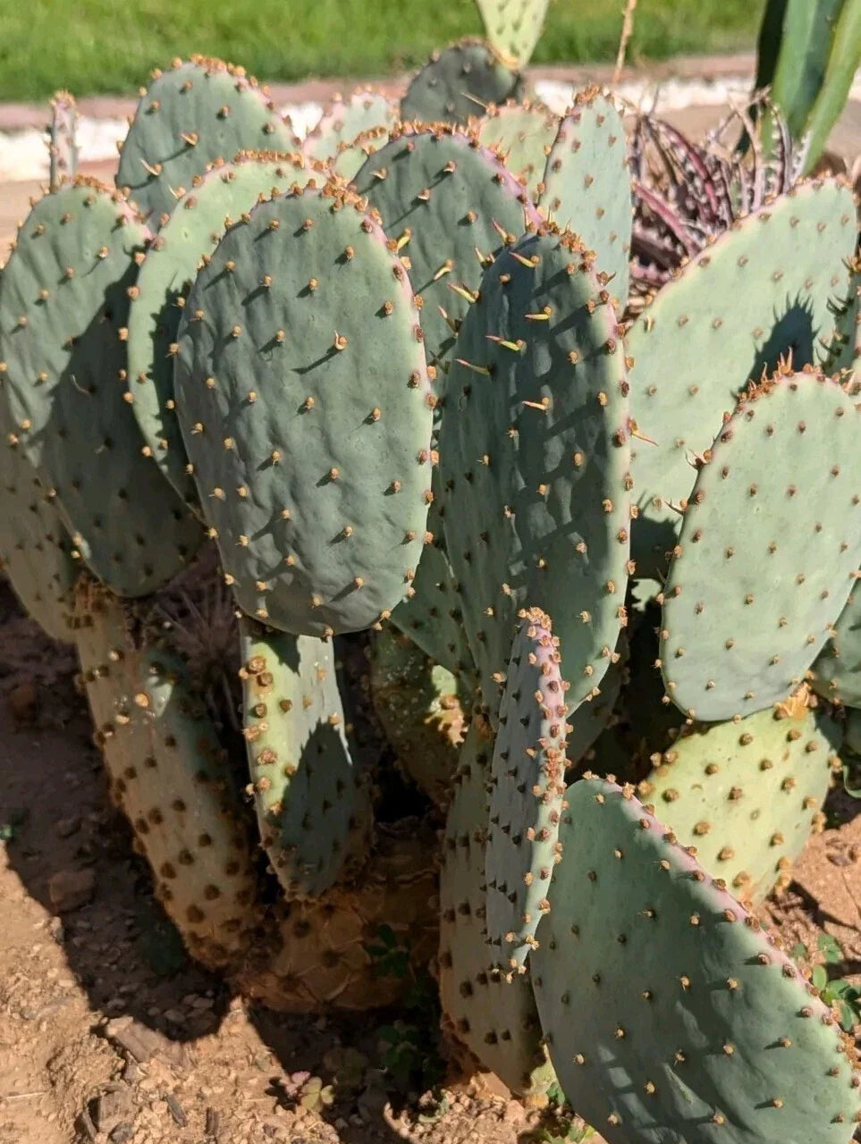 Live Cactus Plant - Fresh Cut Pad - Purple Prickly Pear Santa Rita - Opuntia santa-rita
