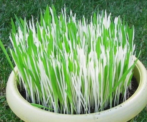 Variegated Cat Grass Seeds - Hordeum, 50 Count - Pet-Friendly Indoor Plant for Cats
