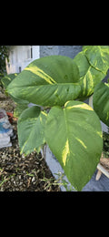 Golden Pathos Live Plant Cuttings with Roots - Small Indoor/Outdoor Vine - Epipremnum aureum