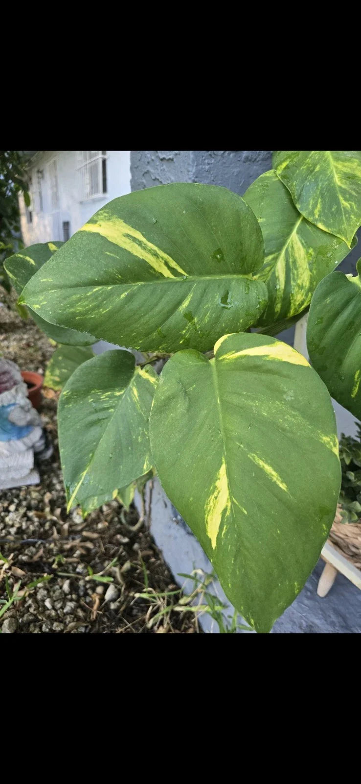 Golden Pathos Live Plant Cuttings with Roots - Small Indoor/Outdoor Vine - Epipremnum aureum