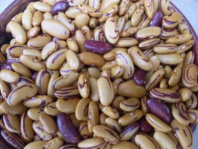 Tiger's Eye Beans Seeds - 10 Heirloom Shelling Seeds, Beautiful Golden Color, Phaseolus vulgaris