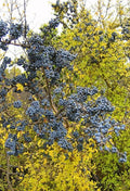 Organic Wild Olive Seeds | Fragrant High Yield Variety | 5 Seeds | Forestiera p. | Free Shipping