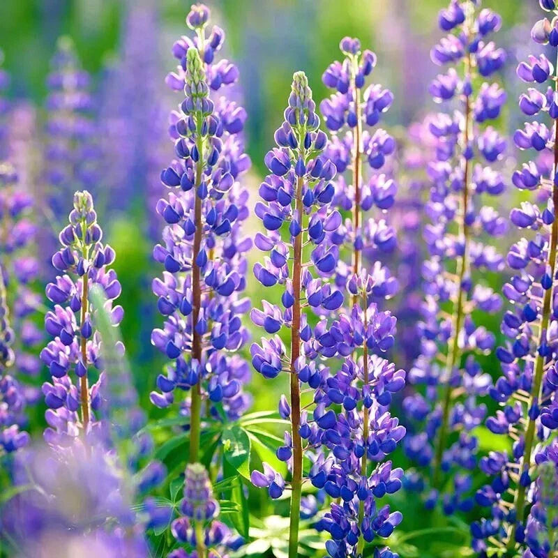 Russell Purple Lupine Seeds - 60 Organic Perennial Seeds - Lupinus polyphyllus - USA Grown, Free Shipping