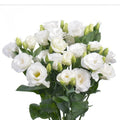 White Lisianthus Flowers Plug 3-5 inch Well Rooted Eustoma grandiflorum