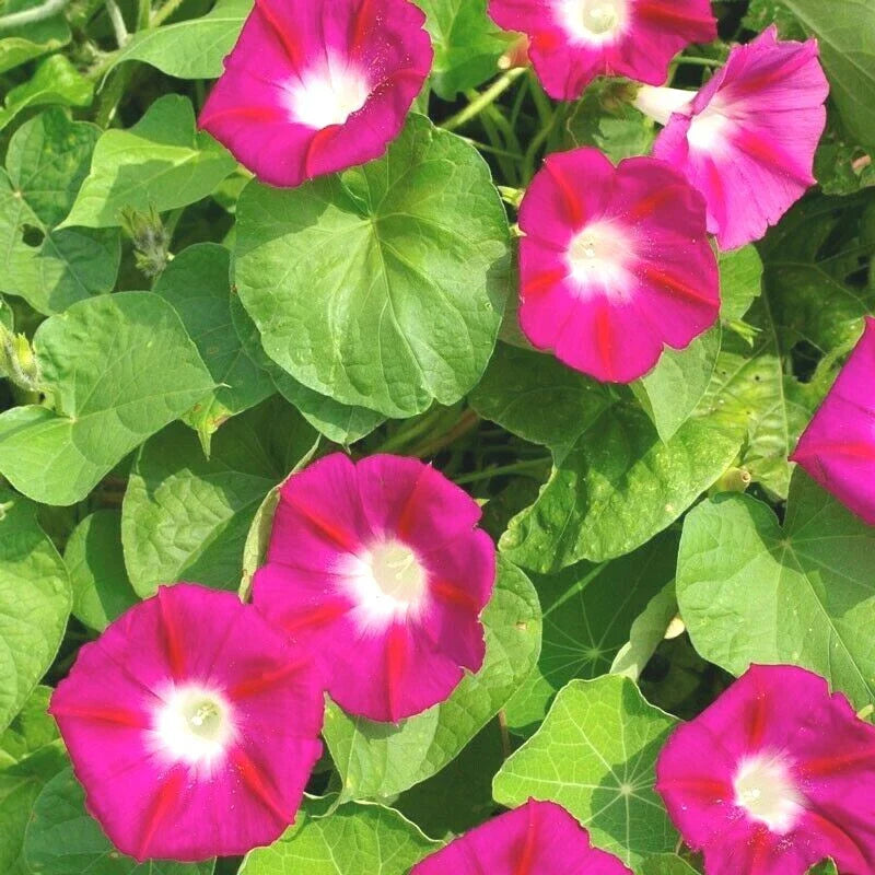 Red Morning Glory Flower Seeds - 40+ Pack - Wildflower Climbing Vine for Containers - Ipomoea coccinea