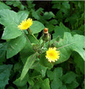 Smooth Sowthistle Seeds - 30 Medicinal Herb Seeds (Sonchus oleraceus) - Organic, Non-GMO, Heirloom, 03/2025