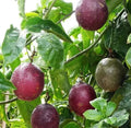 Purple Passionfruit Live Plant - 4-6" Tall - Well Rooted - Passiflora edulis - No Pot Shipping