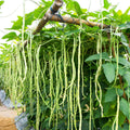 Cow Pea Seeds for Planting | 50+ Non-GMO Seeds | Made in USA, Ships from Iowa | Vigna unguiculata