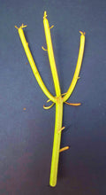 Euphorbia Tirucalli Cuttings | Pencil Cactus Plant | Fire Stick Flame Cuttings | Succulent Plant