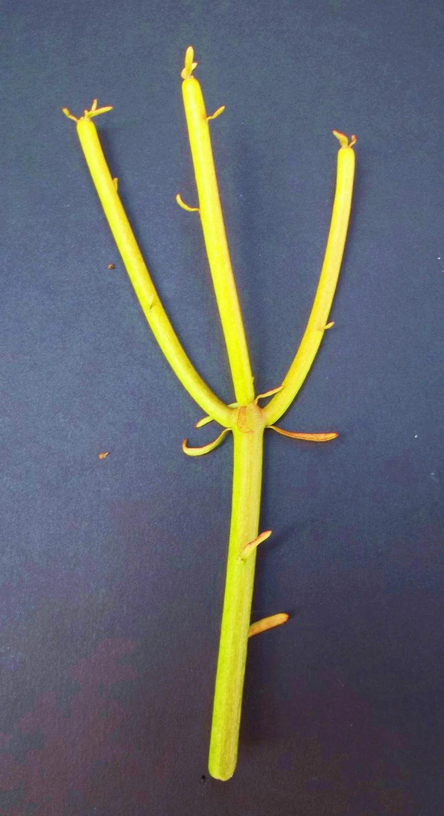 Euphorbia Tirucalli Cuttings | Pencil Cactus Plant | Fire Stick Flame Cuttings | Succulent Plant