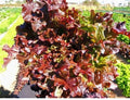 Red Salad Bowl Lettuce Seeds - 600 to 8,000 Heirloom Loose Leaf Seeds - Beautiful and Fresh, Ideal for Home Gardens