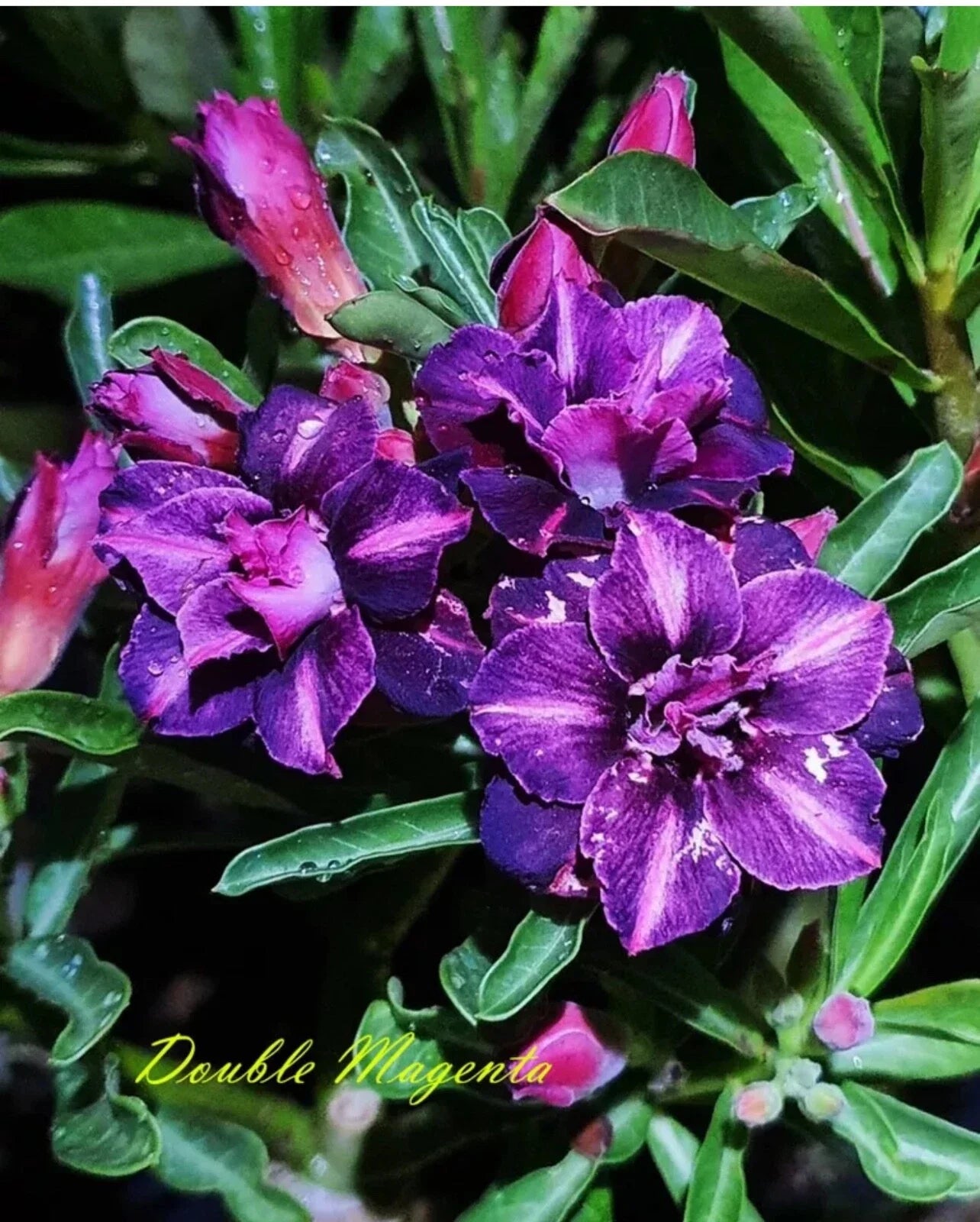 Double Magenta Desert Rose Plant - Small Rooted Seedling 4-6 Inches - Adenium Obesum