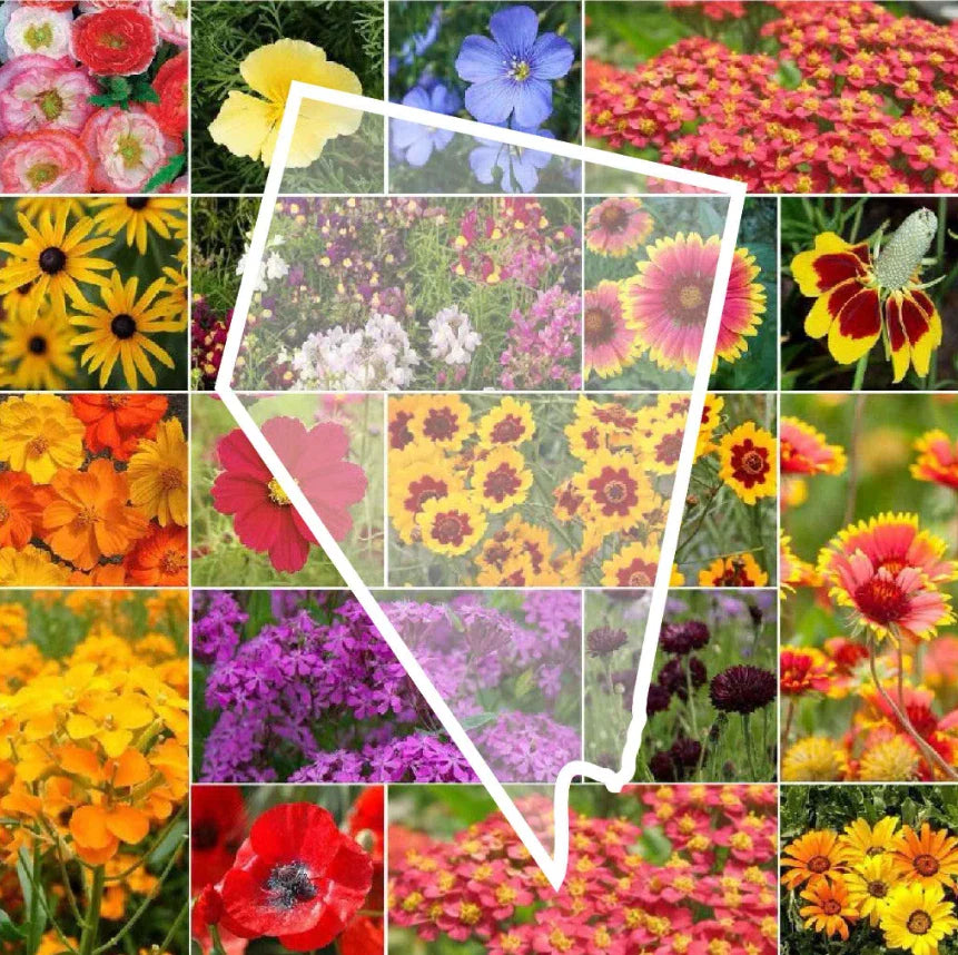 Wildflower Seed Mix - Nevada State Flower - Perennials & Annuals - Non-GMO - 1000 Seeds - USA Native Plants