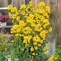 Giant Maximillian Sunflower Seeds - 500+ Seeds for Planting - Helianthus maximiliani