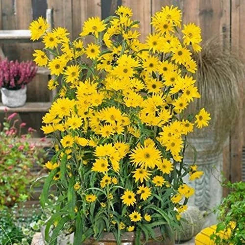 Giant Maximillian Sunflower Seeds - 500+ Seeds for Planting - Helianthus maximiliani