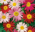 Painted Daisy Flower Seeds 200+ Annual Wildflower Garden Seeds for Bees, Bellis perennis