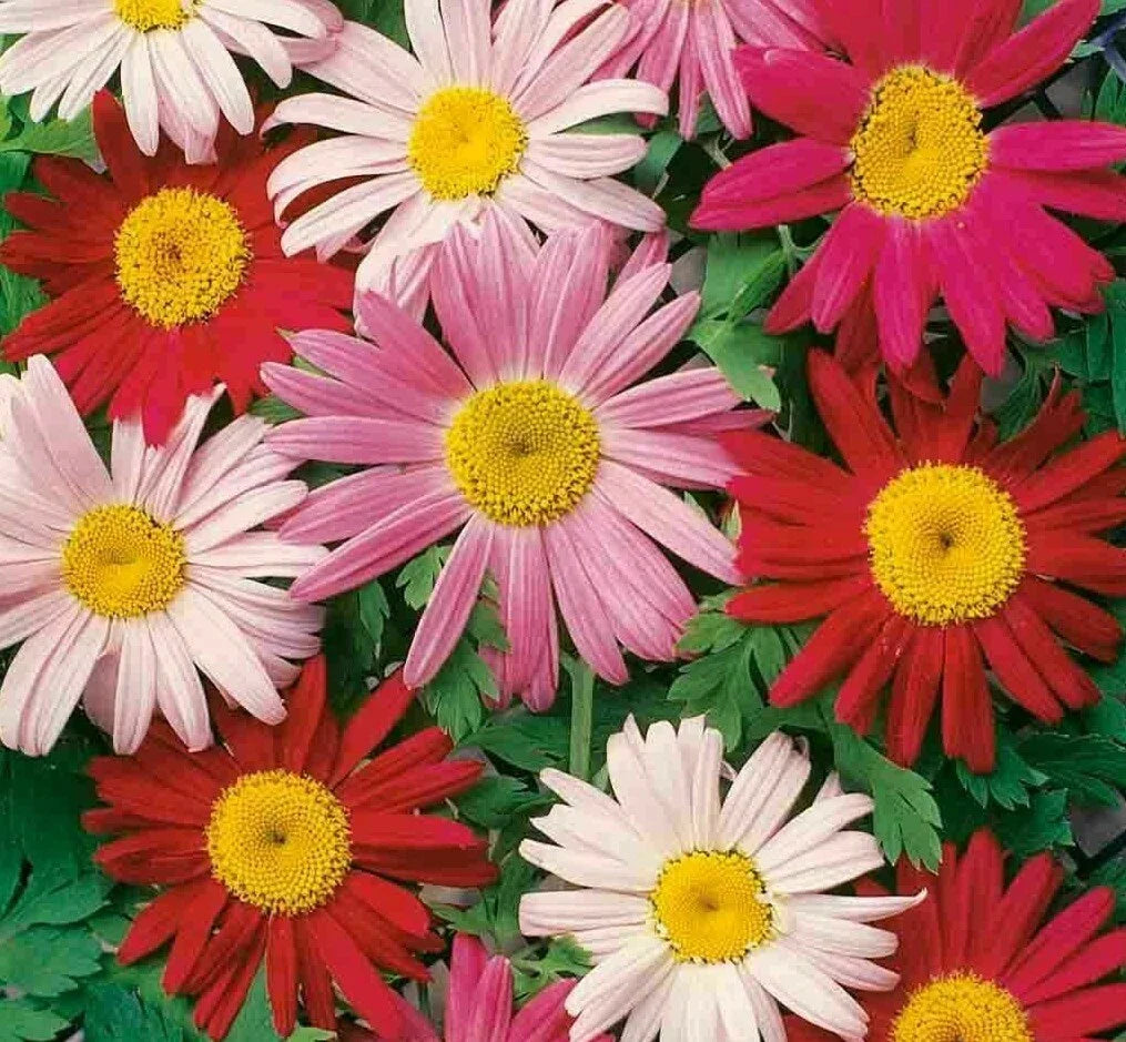 Painted Daisy Flower Seeds 200+ Annual Wildflower Garden Seeds for Bees, Bellis perennis