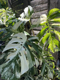 Monstera Albo Cutting - 1 Stem - Rare Variegated Houseplant - Monstera deliciosa 'Albo Variegata'