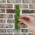 Hurrican Cactus Cutting - 6 Inch Lepismium cruciforme f. spiralis - Unique Indoor Plant for Home Decor