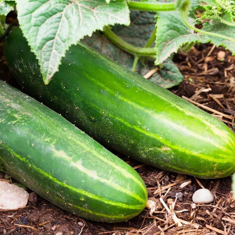Ashley Long Cucumber Seeds - 50+ Pack - Heirloom, Non-GMO, Organic - Cucumis sativus
