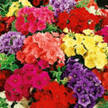 Phlox Seeds - 50 Pack - Purple Orange Pink Perennial Flowers - Phlox paniculata - US Seller
