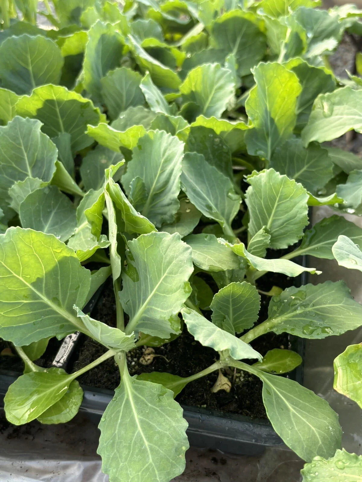 Lot of 6 Live 'Golden Cross' Cabbage Plants, 6 Inches, Brassica oleracea