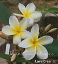Rooted Plumeria Cutting 2ft - Yellow and White Flowering Plant - Plumeria rubra