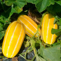Golden Giant Korean Melon Seeds - Hybrid Yellow with White Stripes - Perfect for 2025 Planting - Cucumis melo