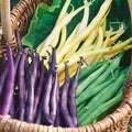 Mardi Gras Blend Green Bean Seeds - 3 Colors Mix for 2025 Planting - Purple, Green, Yellow - Phaseolus vulgaris