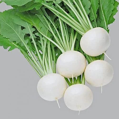 Pure White Turnip Seeds - 50 Seeds - Fuku Komachi Hybrid - Brassica rapa subsp. rapa