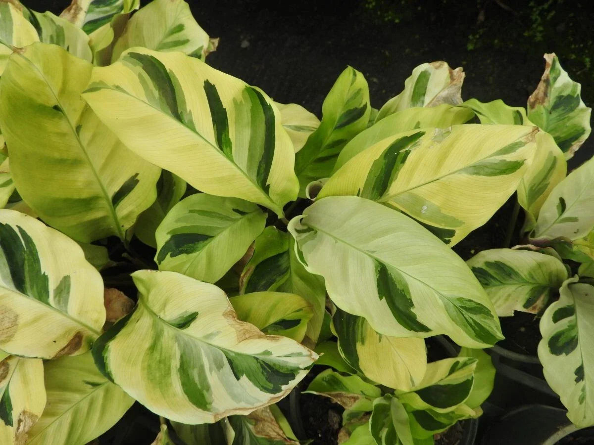 Thai Beauty Calathea Seeds - 25+ Pack for Garden Planting - Calathea 'Beauty Star' - USA