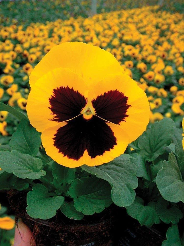 Pansy Seeds - 50 Count - Delta Premium Gold With Blotch - Violas wittrockiana