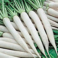 White Icicle Radish Seeds 200 Ct - Heirloom NON-GMO Vegetable Garden Seeds - Raphanus sativus 'White Icicle'