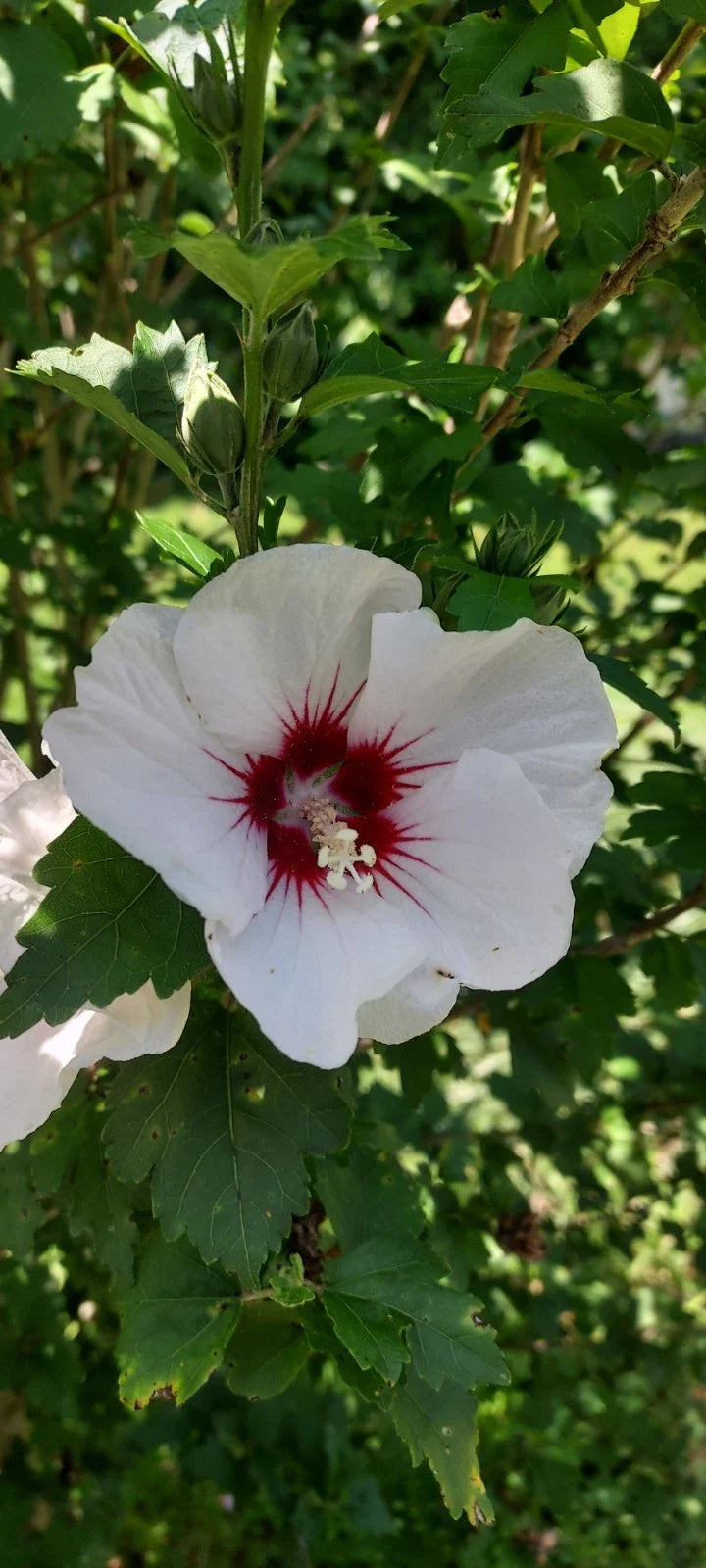 Unrooted Cuttings - White with Maroon Rose of Sharon - Hibiscus syriacus