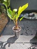 ZZ Plant Chameleon Variegated 3" Pot - Zamioculcas zamiifolia Rooted Indoor Houseplant