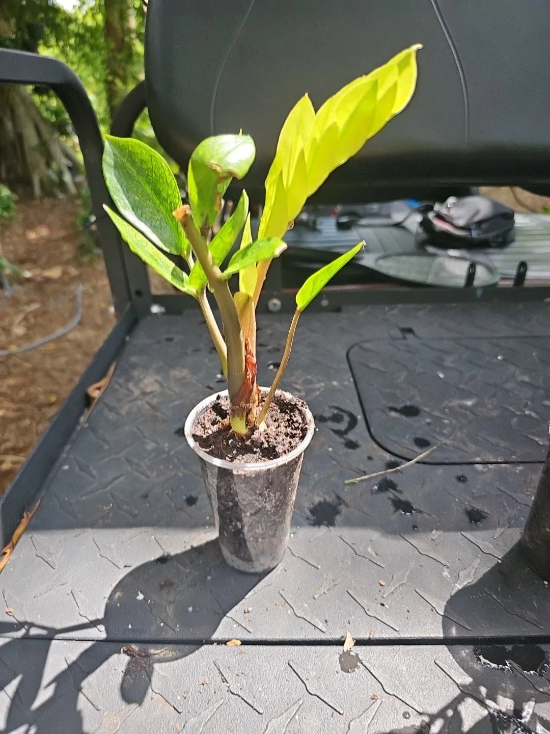 ZZ Plant Chameleon Variegated 3" Pot - Zamioculcas zamiifolia Rooted Indoor Houseplant